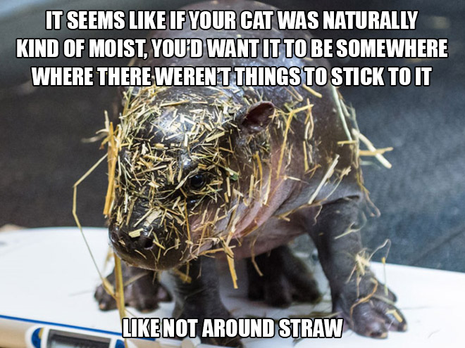 World's worst cat.