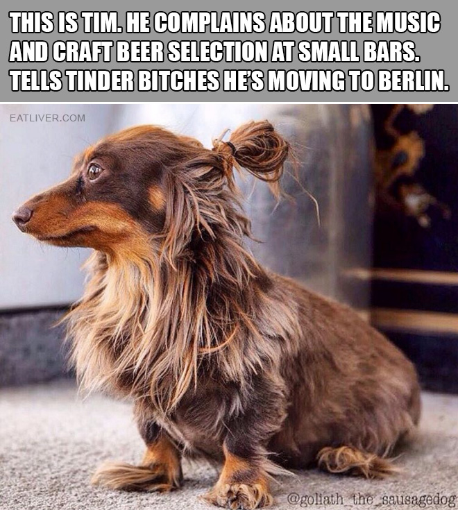 Hipster dog with a man bun.