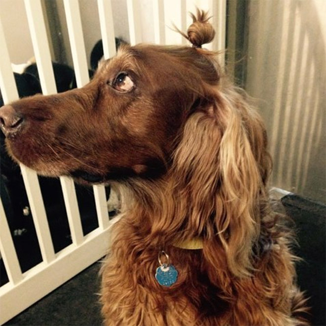 Hipster dog with a man bun.