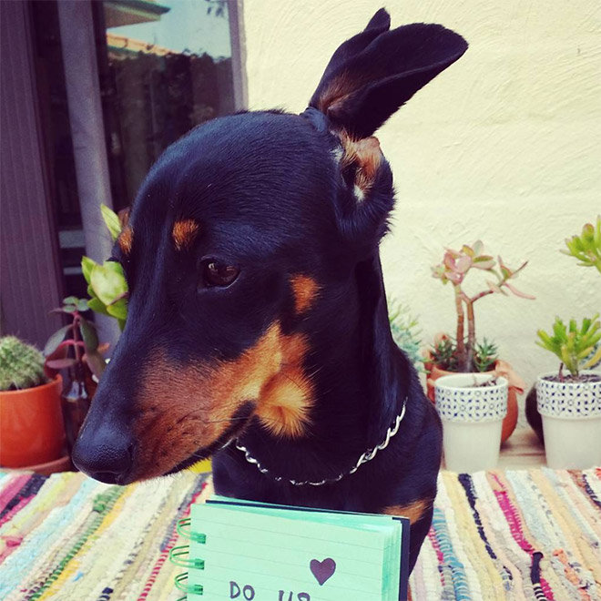 Hipster dog with a man bun.