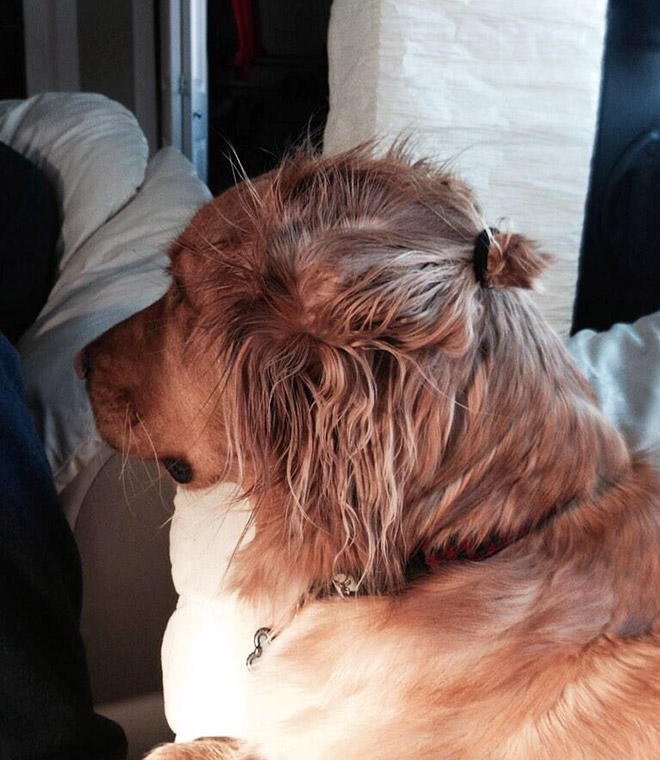 Hipster dog with a man bun.