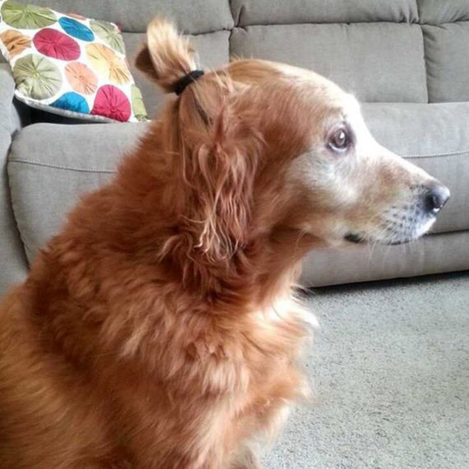 Hipster dog with a man bun.