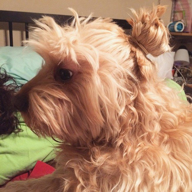 Hipster dog with a man bun.