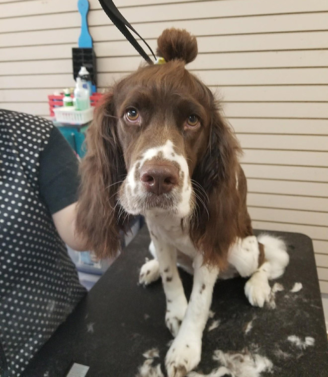 Hipster dog with a man bun.