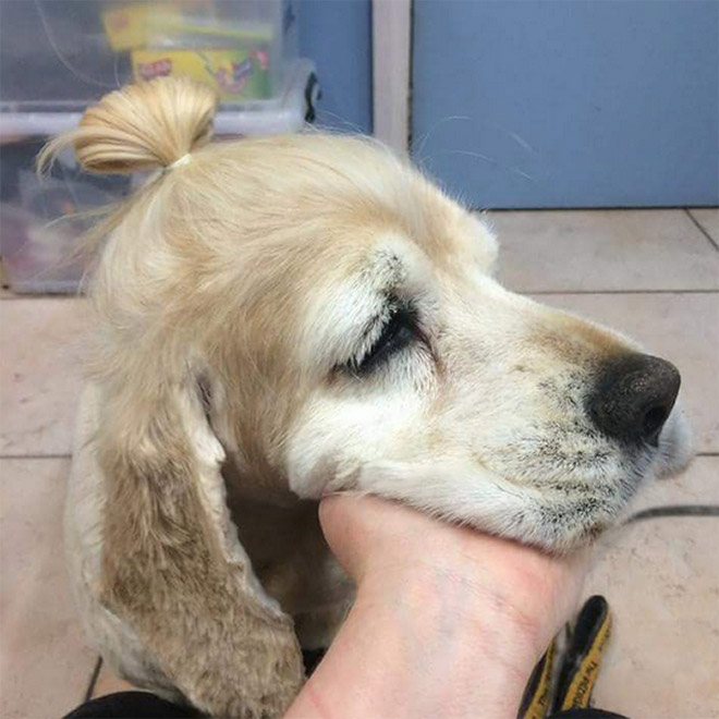 Hipster dog with a man bun.