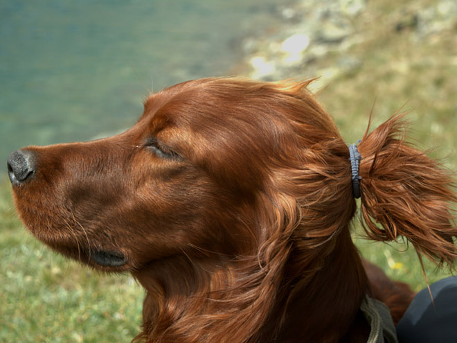 Hipster dog with a man bun.