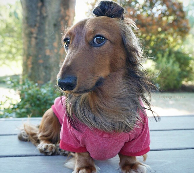 Hipster dog with a man bun.