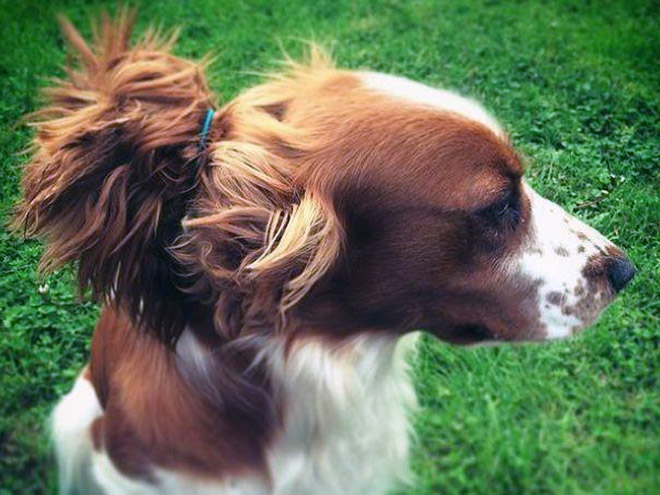 Hipster dog with a man bun.