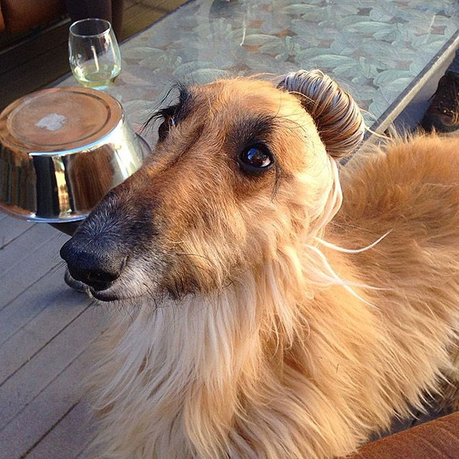 Hipster dog with a man bun.