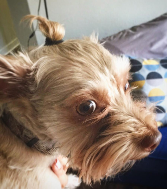 Hipster dog with a man bun.