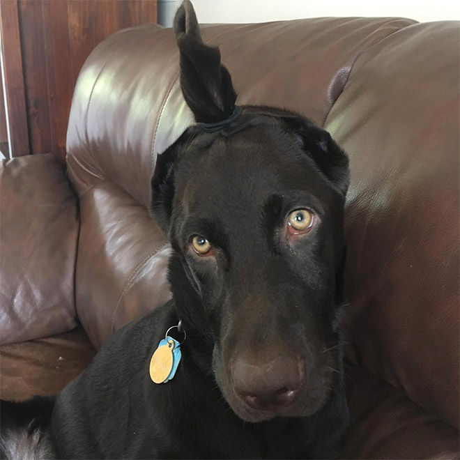 Hipster dog with a man bun.