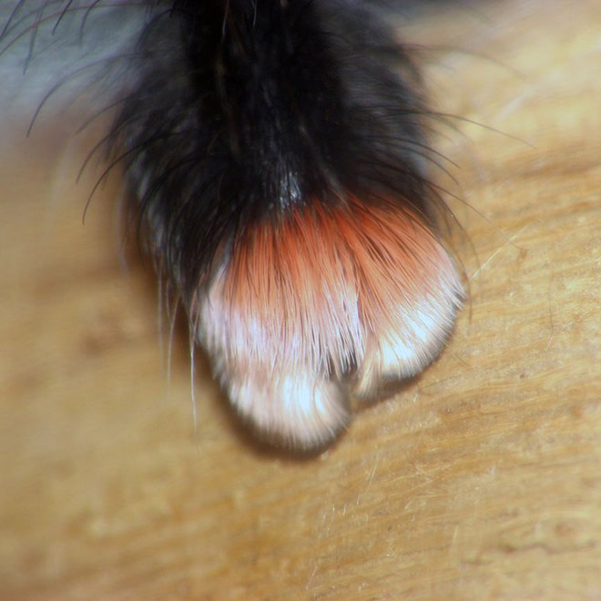 Really cute little spider paws.