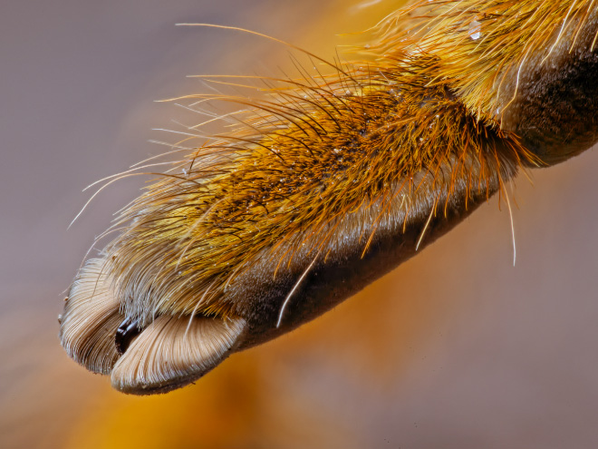 Really cute little spider paws.