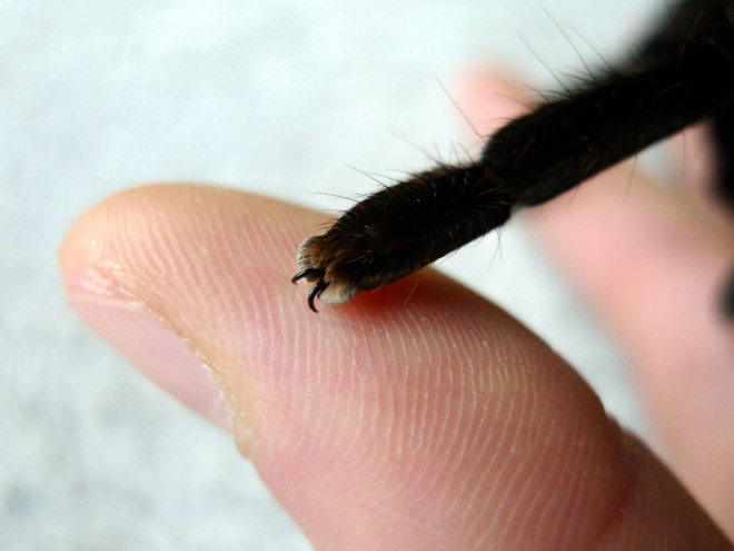 Really cute little spider paws.