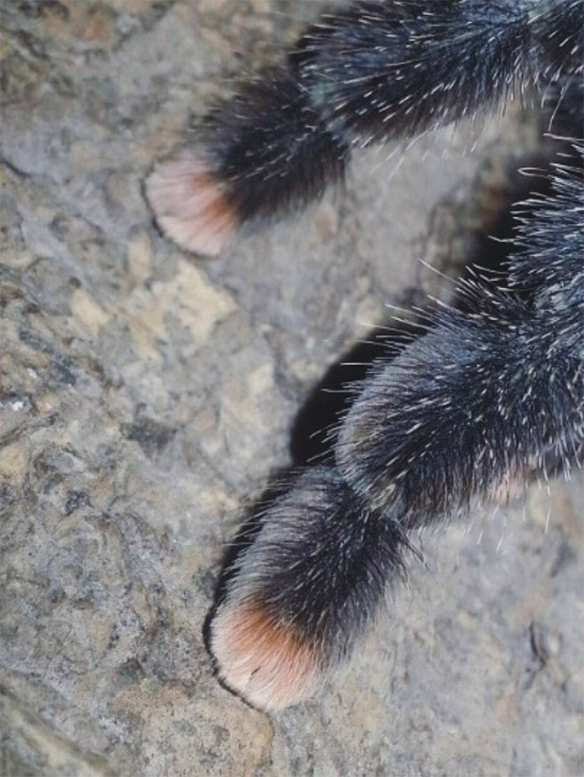 Really cute little spider paws.