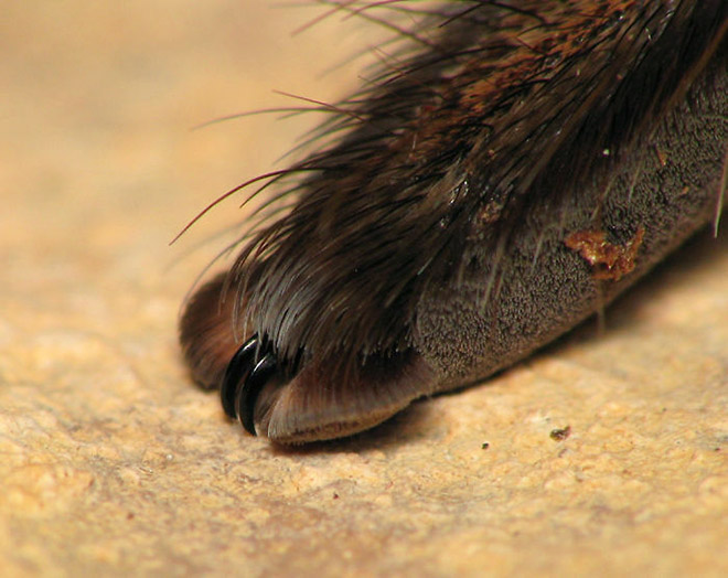 Really cute little spider paws.