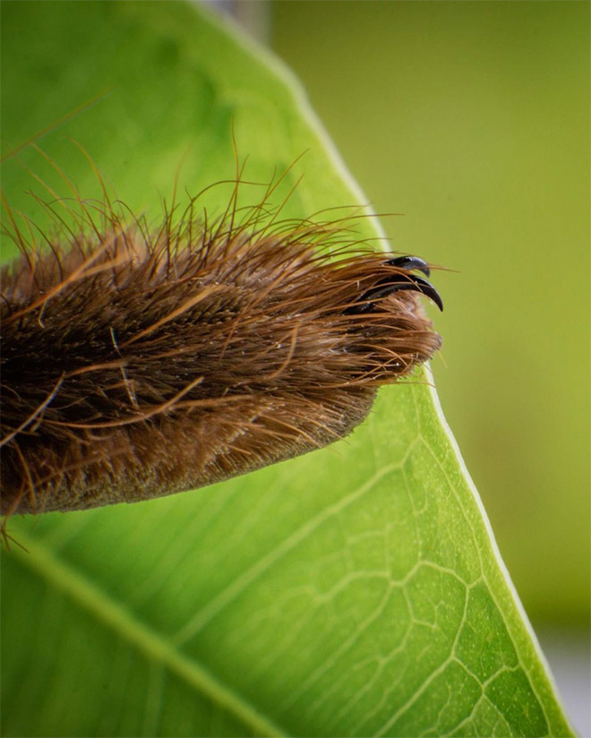 Really cute little spider paws.