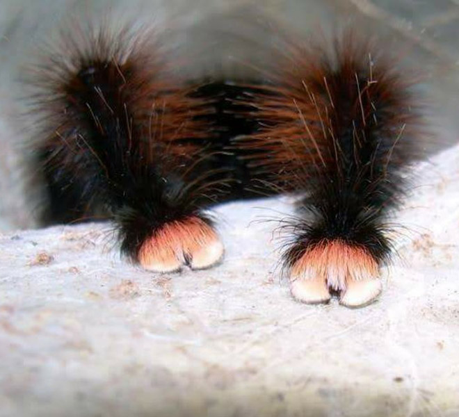 Really cute little spider paws.