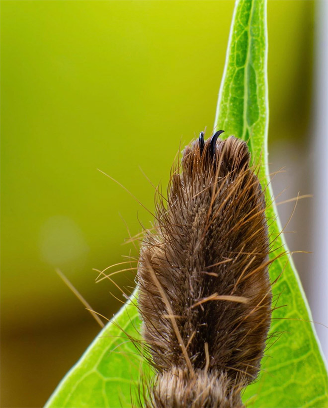 Really cute little spider paws.