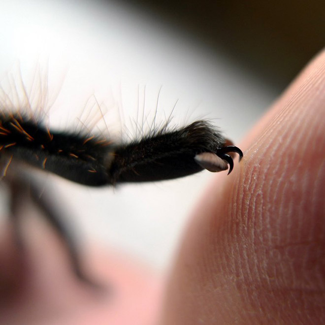 Really cute little spider paws.