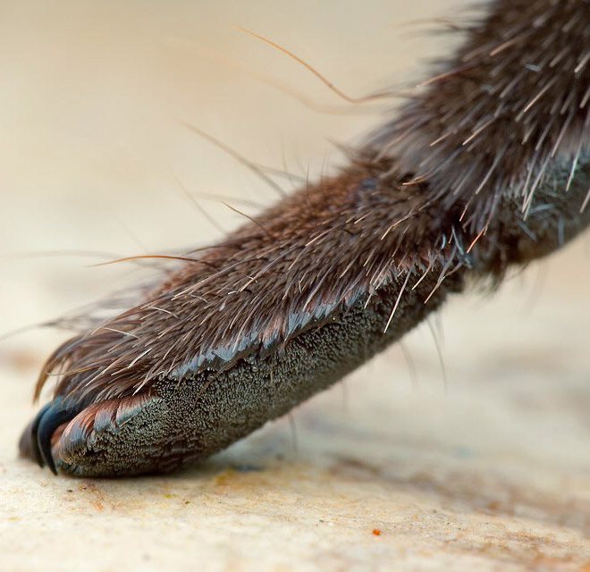 Really cute little spider paws.