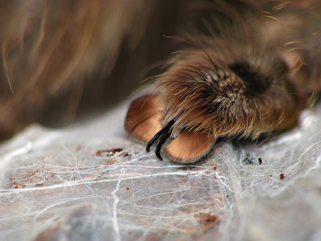 Really cute little spider paws.