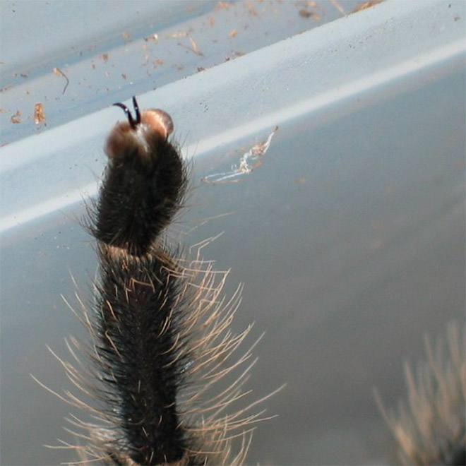 Really cute little spider paws.