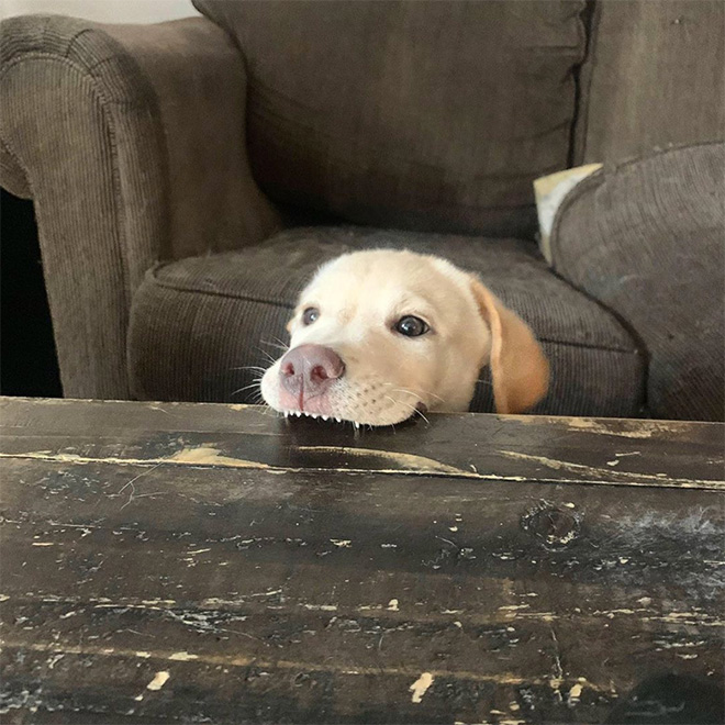 Funny cute dog teeth.