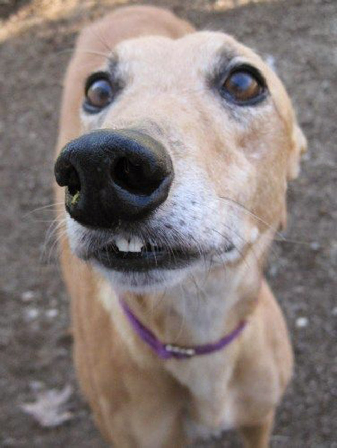 Funny cute dog teeth.