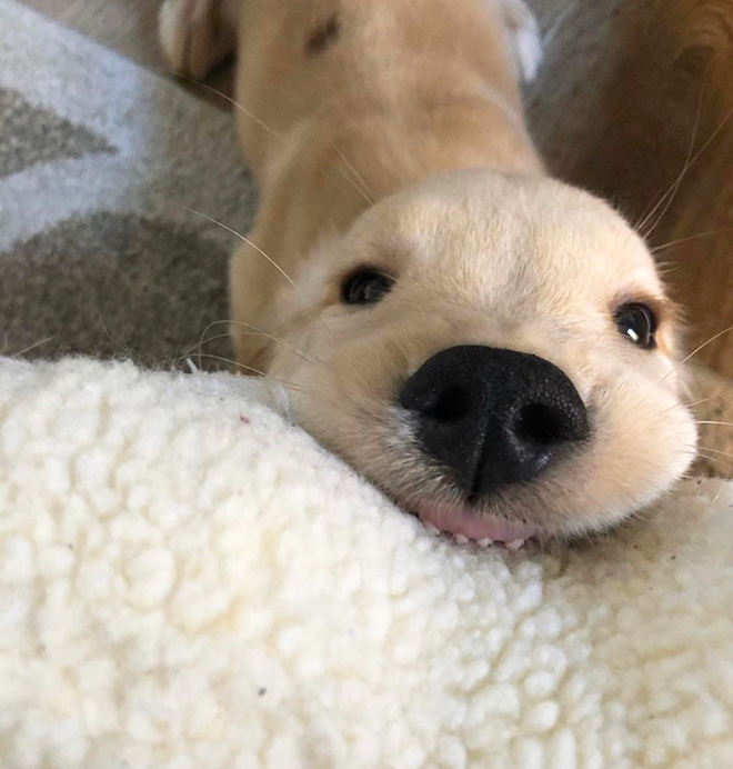 Funny cute dog teeth.