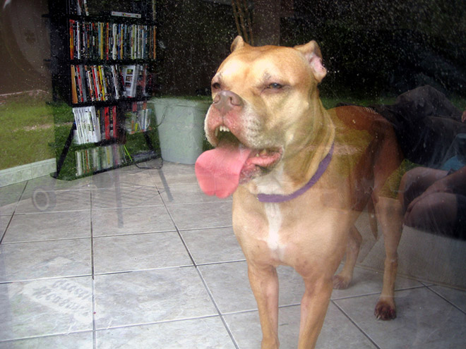 Funny cute dog teeth.