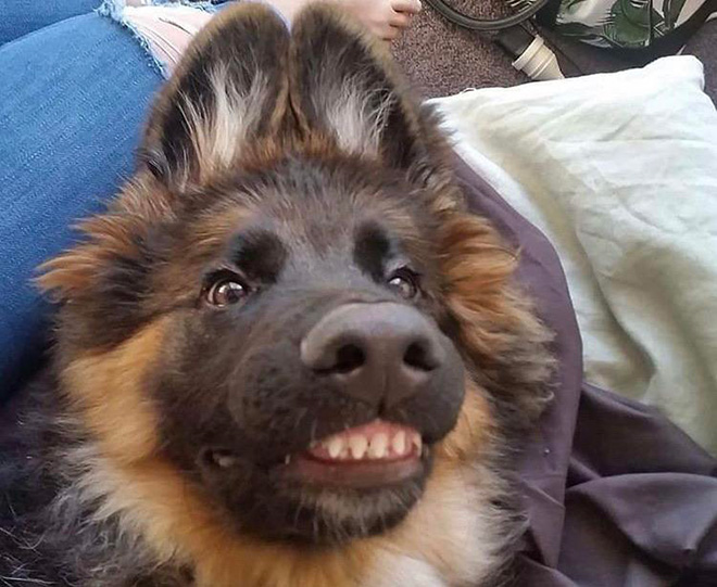 Funny cute dog teeth.