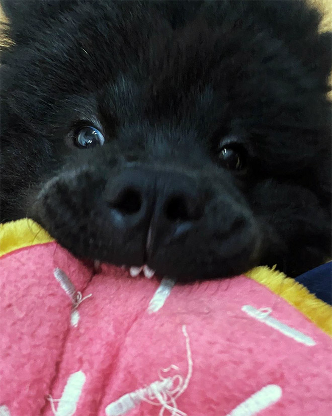 Funny cute dog teeth.