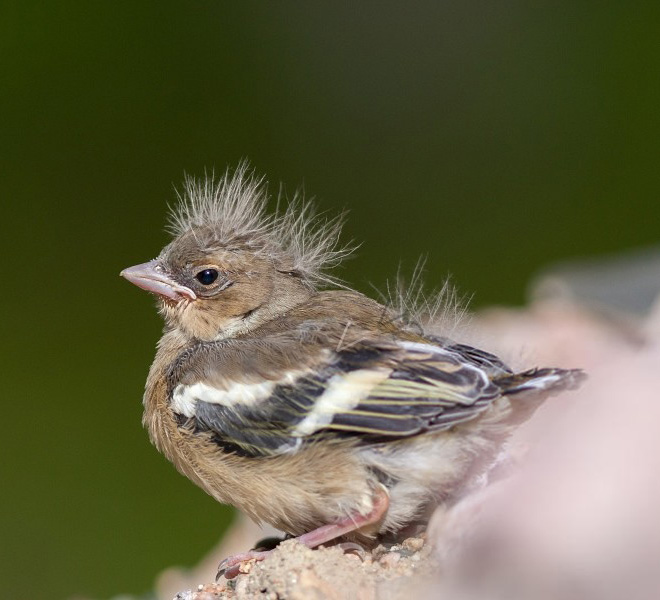 This bird looks like Bernie Sanders.