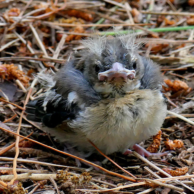 This bird looks like Bernie Sanders.