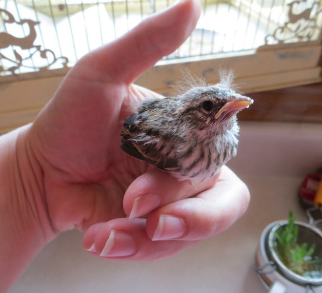 This bird looks like Bernie Sanders.