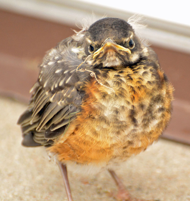 This bird looks like Bernie Sanders.