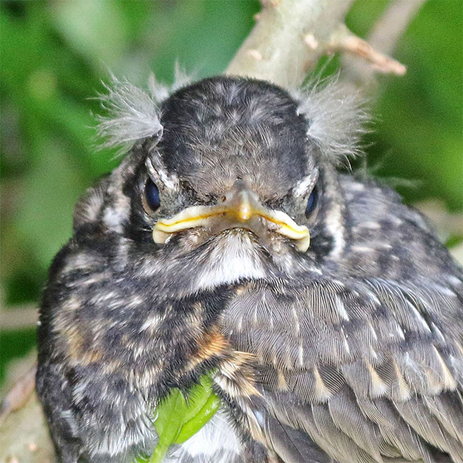 This bird looks like Bernie Sanders.