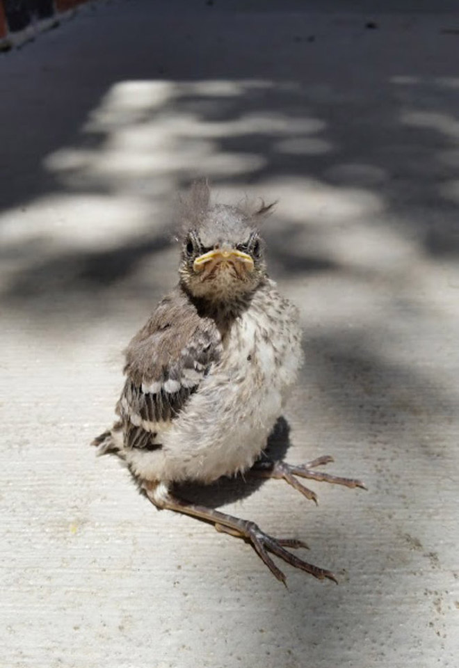 This bird looks like Bernie Sanders.