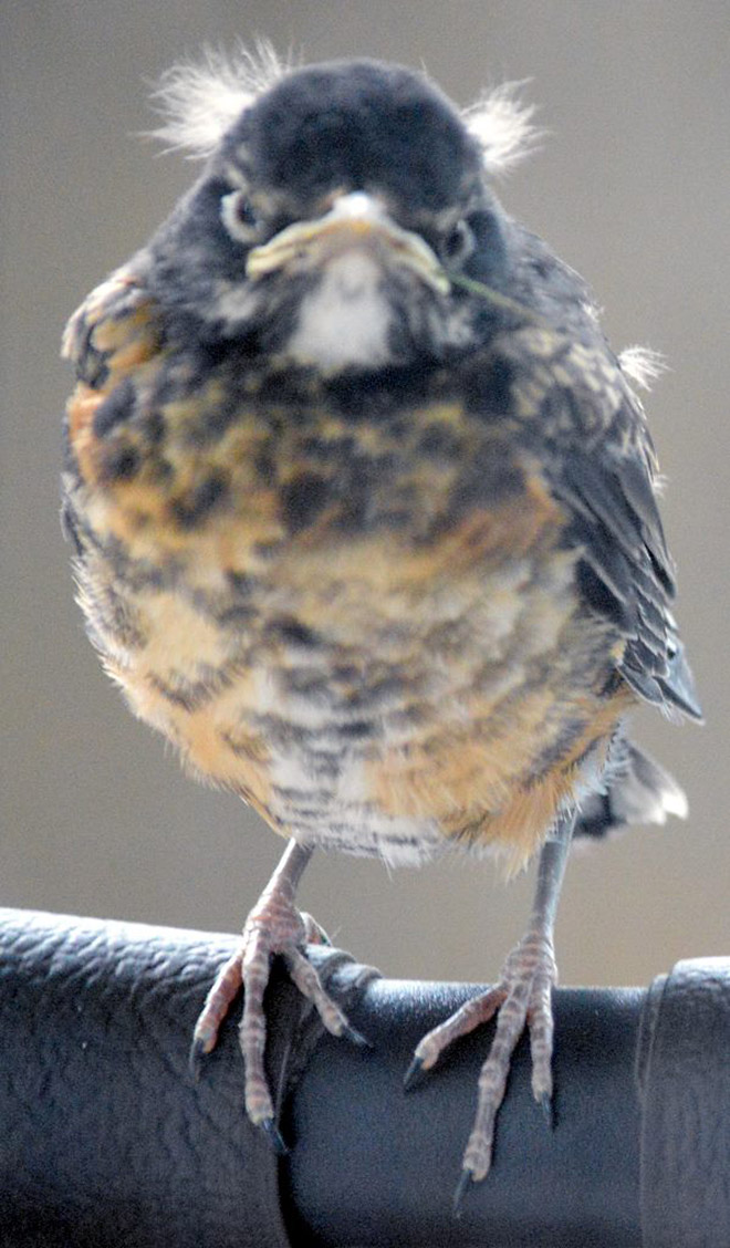 This bird looks like Bernie Sanders.