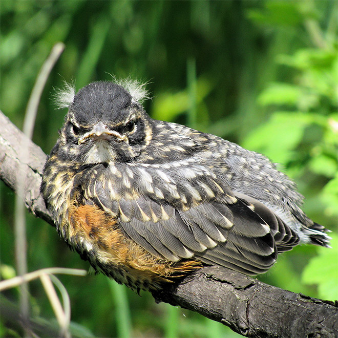 This bird looks like Bernie Sanders.