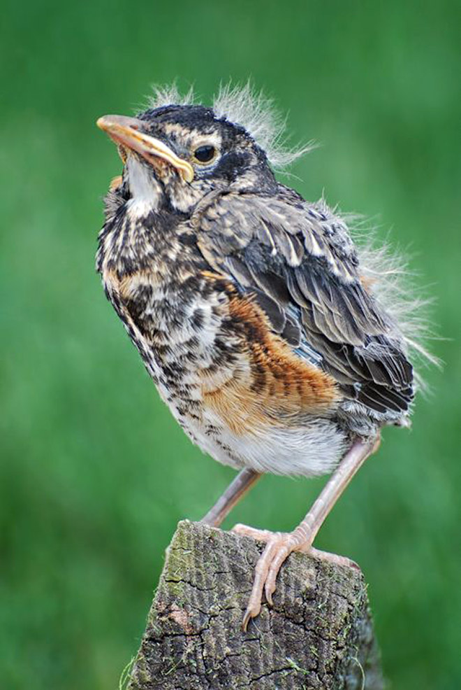 This bird looks like Bernie Sanders.