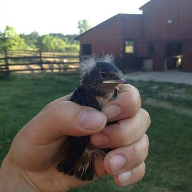 This bird looks like Bernie Sanders.