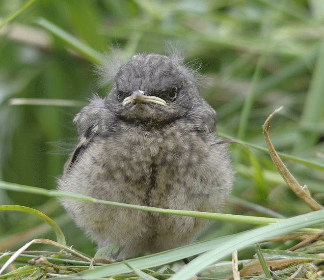 This bird looks like Bernie Sanders.