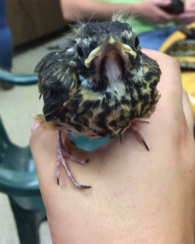 This bird looks like Bernie Sanders.