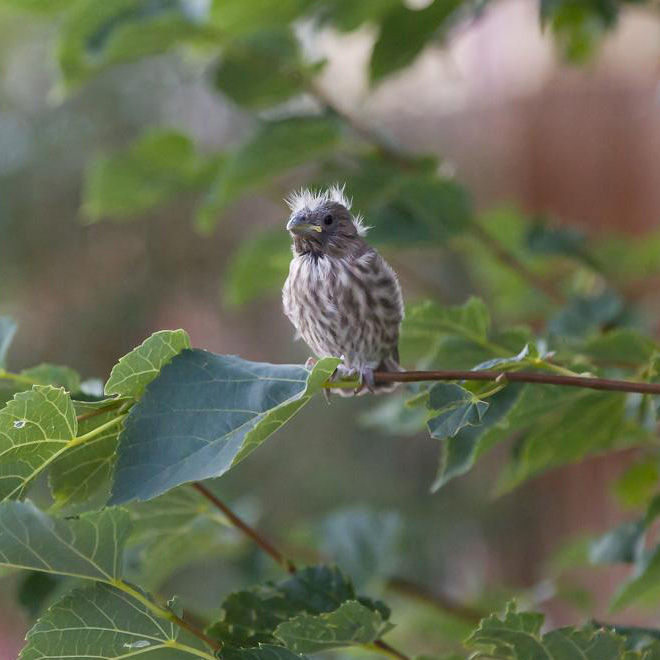 This bird looks like Bernie Sanders.