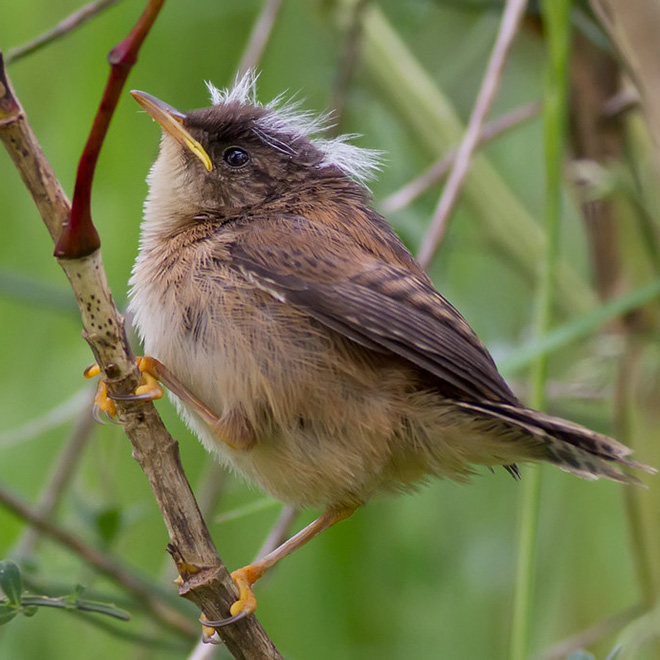 This bird looks like Bernie Sanders.