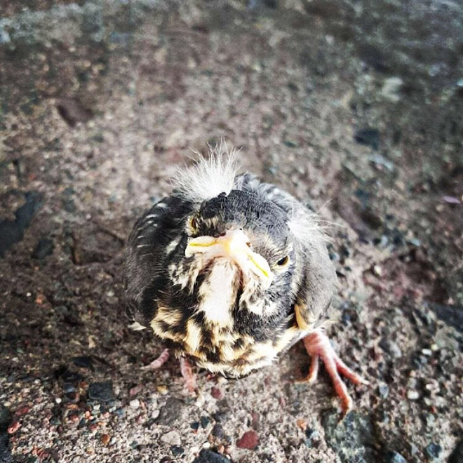 This bird looks like Bernie Sanders.