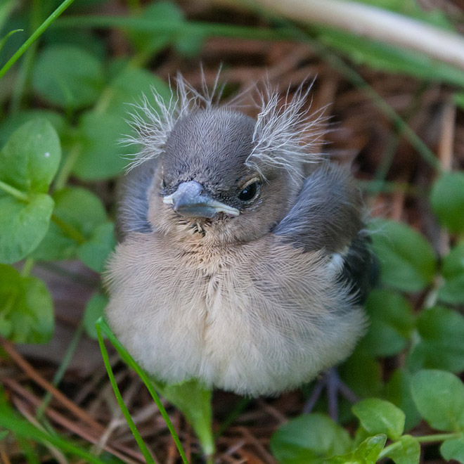 This bird looks like Bernie Sanders.