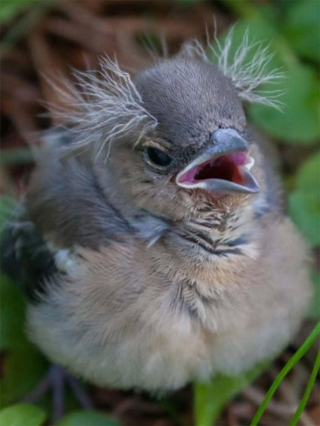 This bird looks like Bernie Sanders.